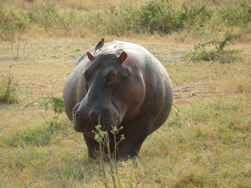6 Day Calving Season - Ndutu - Serengeti Migration Tour