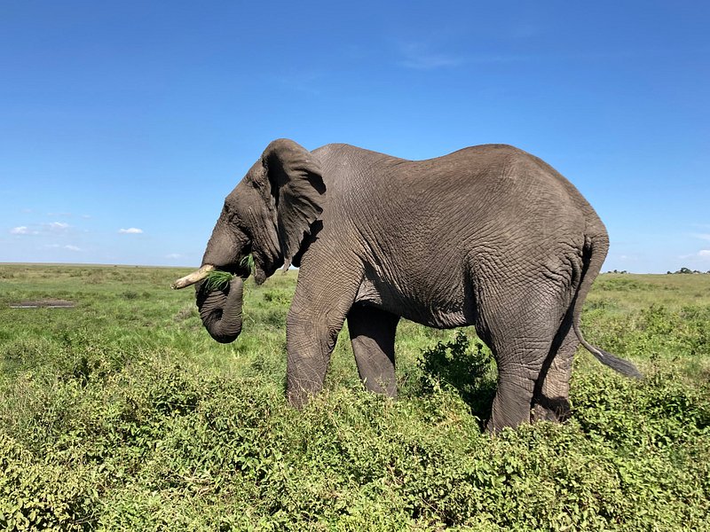 6 Day Calving Season - Ndutu - Serengeti Migration Tour