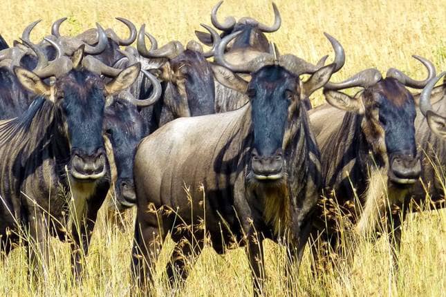 6 Day Calving Season - Ndutu - Serengeti Migration Tour