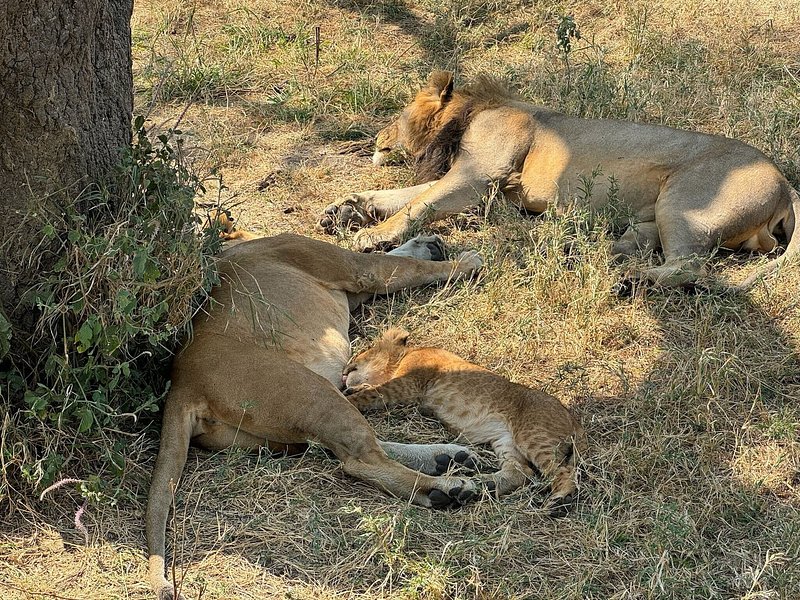 6 Day Calving Season - Ndutu - Serengeti Migration Tour