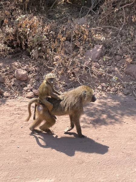 4 Day Mid-Range Tanzania Safari Tour