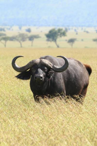 4 Day Mid-Range Tanzania Safari Tour
