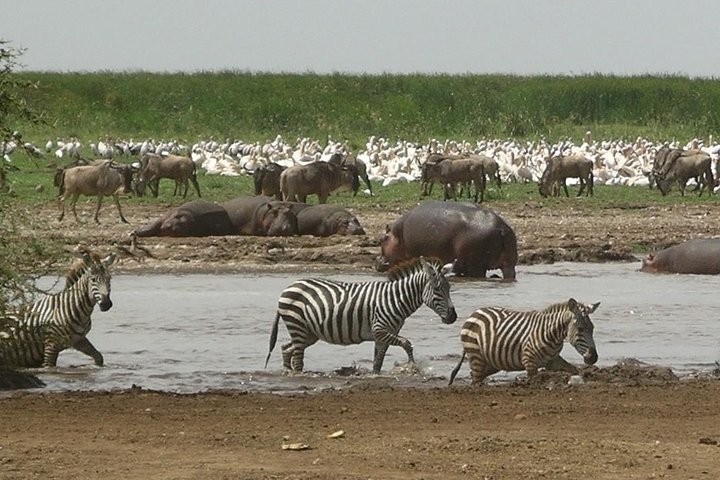 4 Day Mid-Range Tanzania Safari Tour