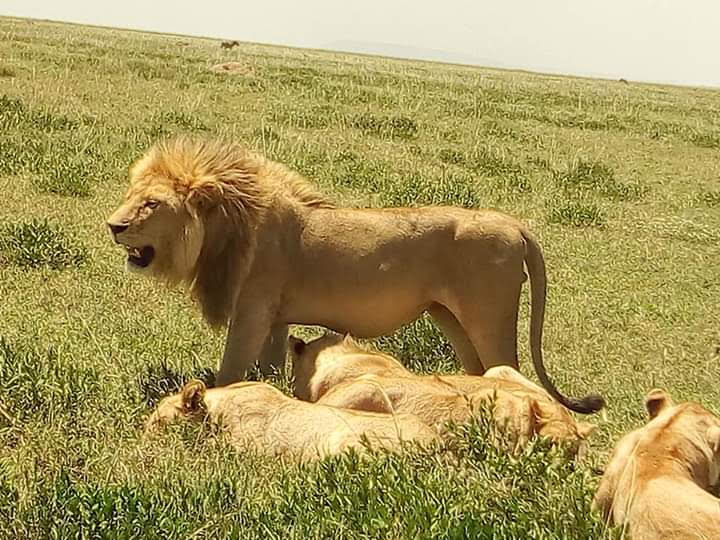 4 Day Mid-Range Tanzania Safari Tour