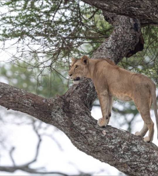 4 Day Mid-Range Tanzania Safari Tour