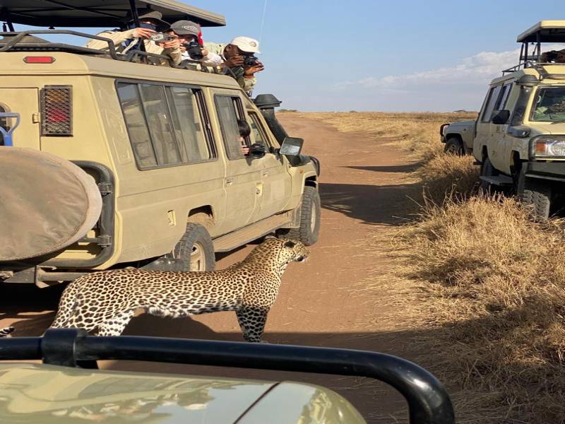 4 Days Fly In - Fly Out Great Migration Tour