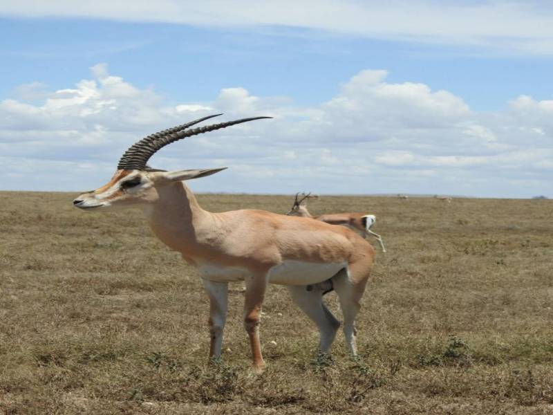 4 Days Fly In - Fly Out Great Migration Tour