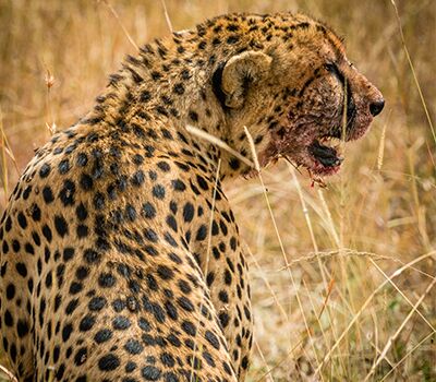 4 Days Fly In - Fly Out Great Migration Tour