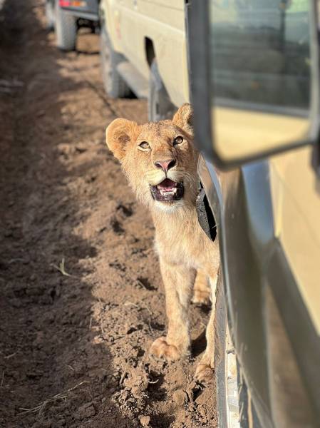 4 Days Fly In - Fly Out Great Migration Tour