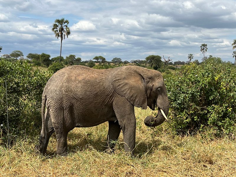 4 Days Fly In - Fly Out Great Migration Tour