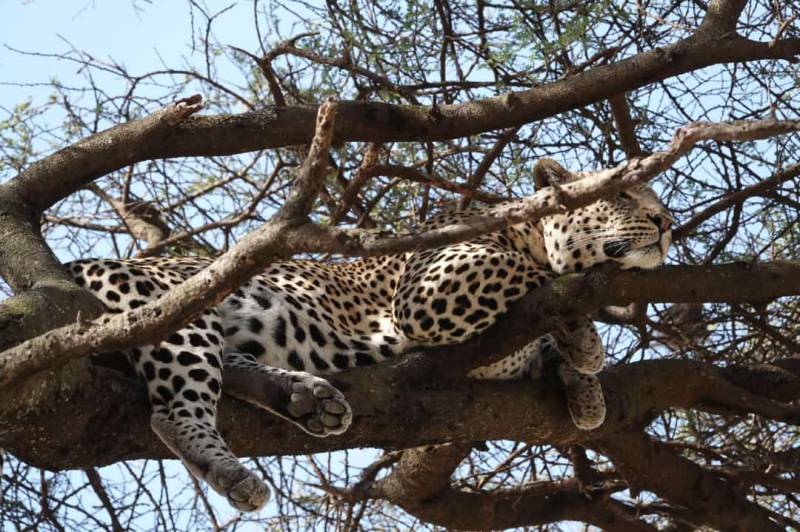 4 Days Fly In - Fly Out Great Migration Tour