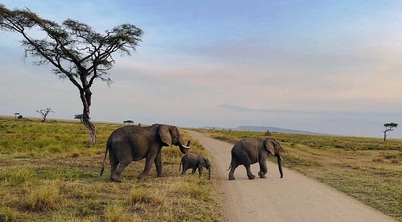 4 Days Fly In - Fly Out Great Migration Tour