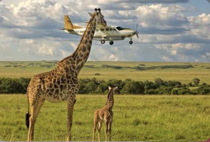 4 Days Fly In - Fly Out Great Migration Tour