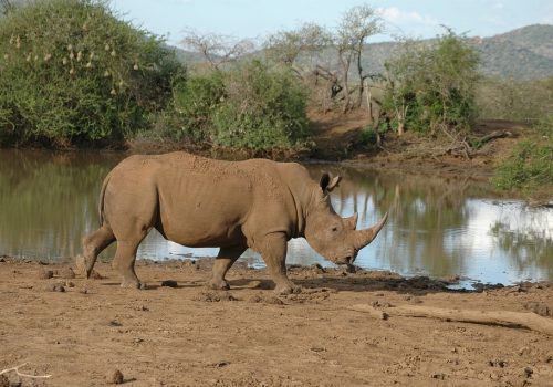 4 Days Fly In - Fly Out Great Migration Tour