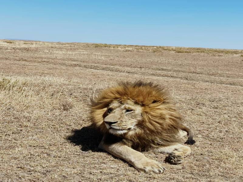 3 Day Tanzania Luxury Safari - A Journey Into Africas Wild Beauty