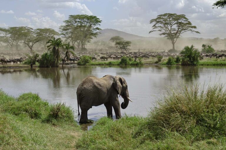 3 Day Tanzania Luxury Safari - A Journey Into Africas Wild Beauty