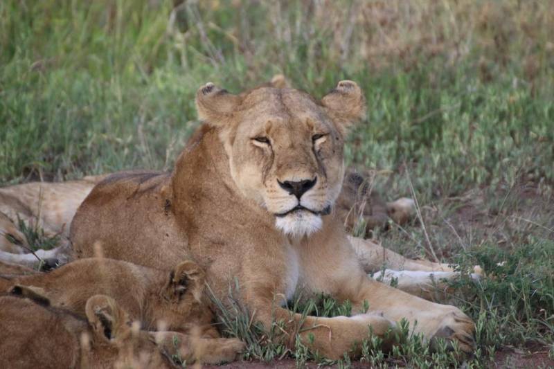 3 Day Tanzania Luxury Safari - A Journey Into Africas Wild Beauty