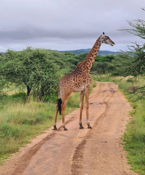 3 Day Tanzania Luxury Safari - A Journey Into Africas Wild Beauty