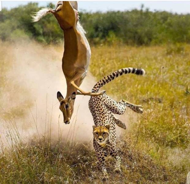 5 Day Tanzania Luxury Safari Tour