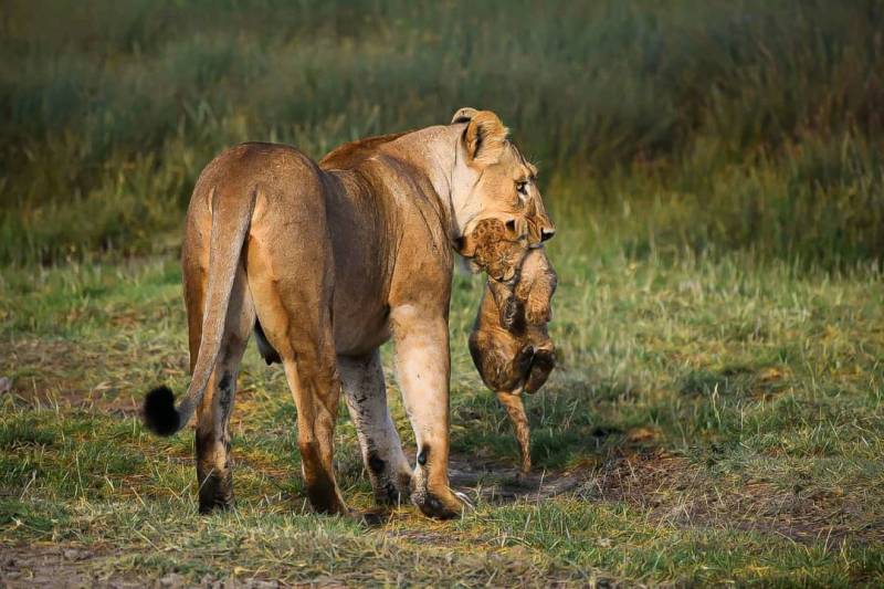 5 Day Tanzania Luxury Safari Tour