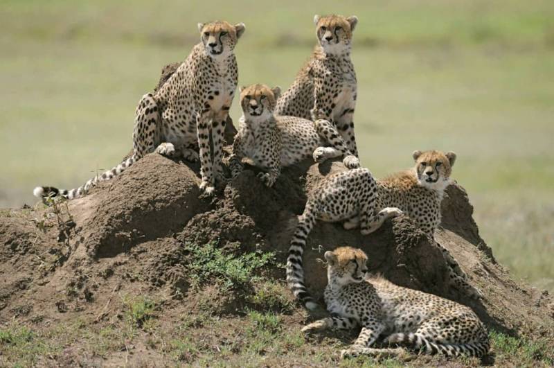 5 Day Tanzania Luxury Safari Tour