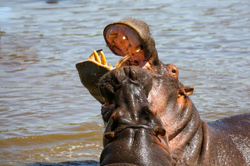 5 Day Tanzania Luxury Safari Tour