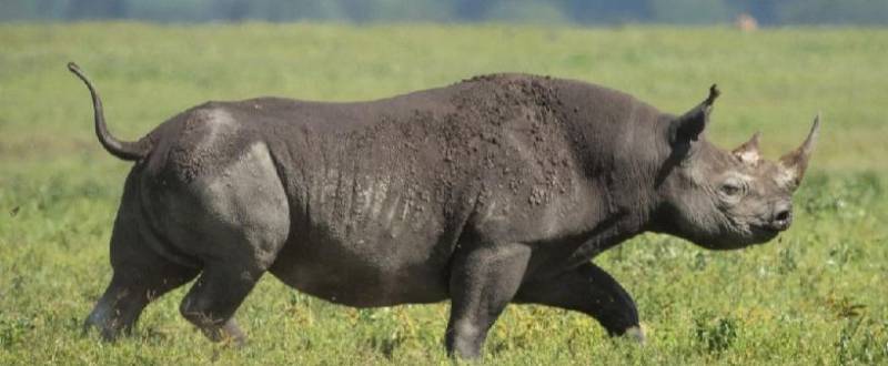 5 Day Tanzania Luxury Safari Tour