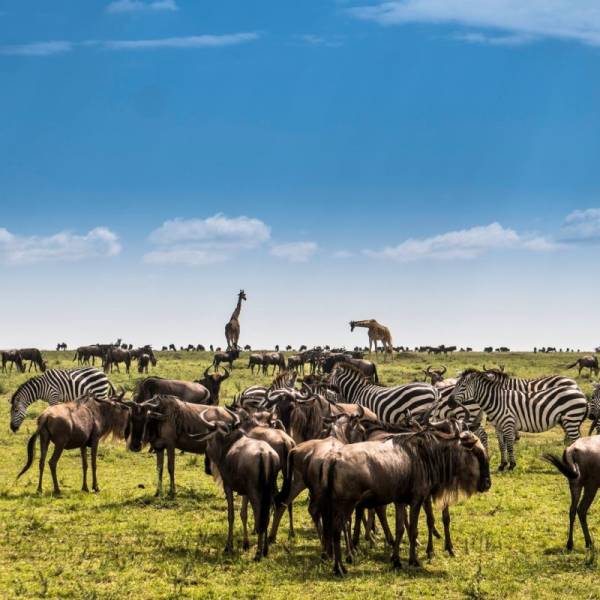 3 Day Mid-Range Tanzania Safari Tour