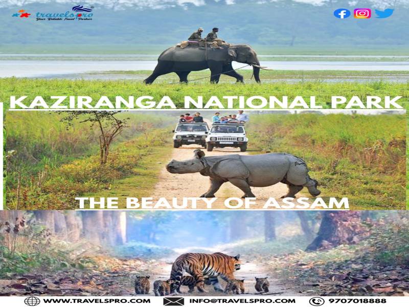 2 Nights 3 Days Kaziranga National Park Image