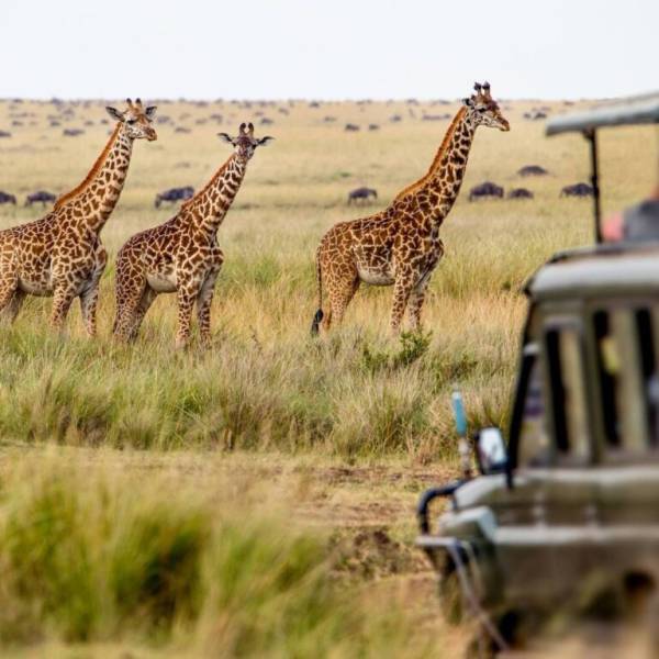 4 Days Tanzania Short Safari Tour Image