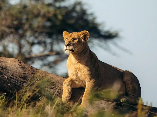 5 Days Tanzania Classic Safari Tour