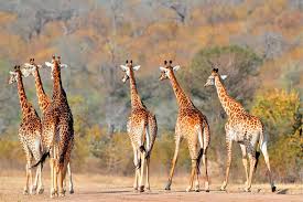 6 Days Best Of Tanzania Safari Tour Image