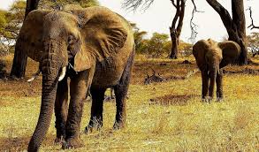 7 Days Tanzania Wildlife Safari Tour