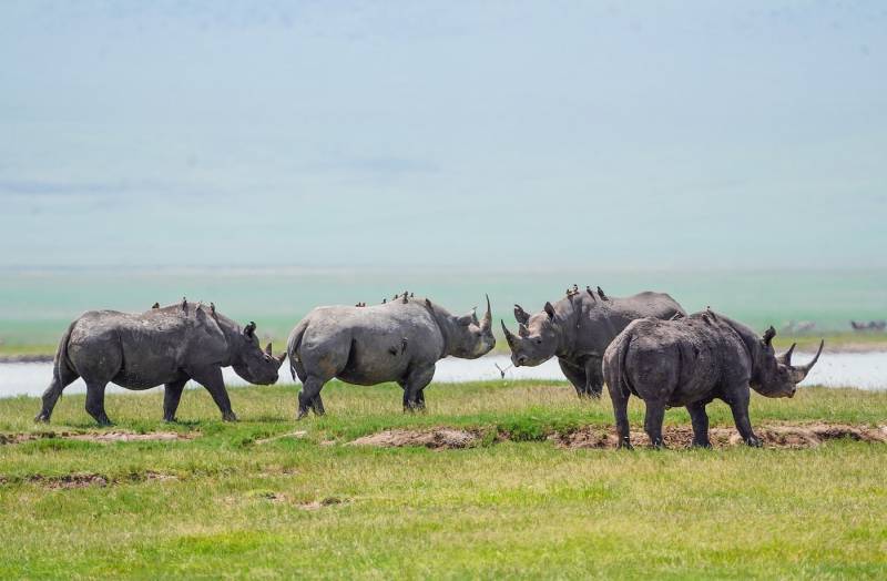 8D Tanzania Luxury Safari - The Ultimate African Wildlife Adventure Tour Image