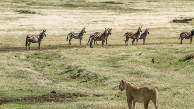 12-Day Great Migration Safari Tour