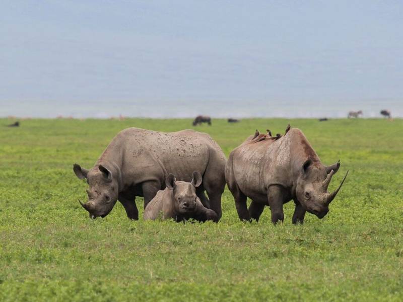 Ngorongoro Crater Day Trip Image