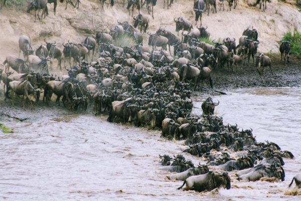 7 Days The Great Migration Safari In Tanzania Tour