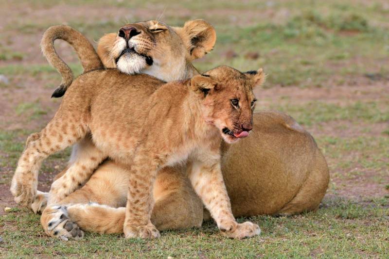 3 Nights 4 Days Maasai Mara And Lake Nakuru Safari