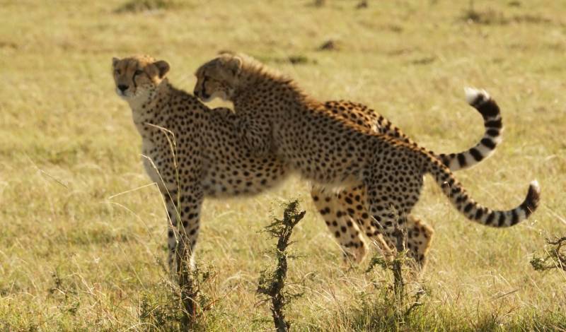 3 Nights 4 Days Maasai Mara and Lake Nakuru Safari