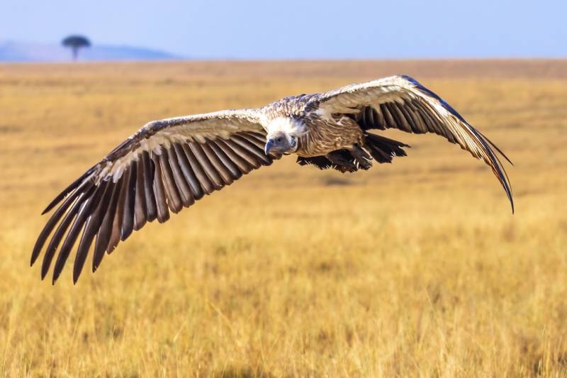 3 Nights 4 Days Maasai Mara and Lake Nakuru Safari