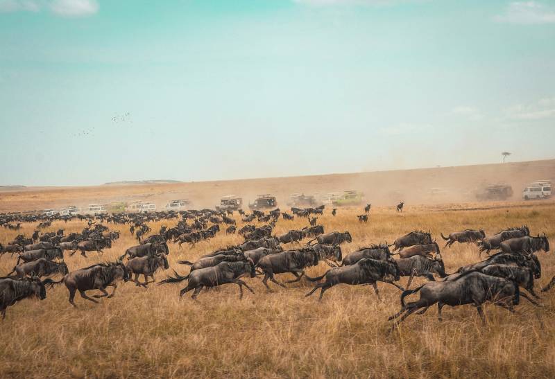 3 Nights 4 Days Maasai Mara and Lake Nakuru Safari