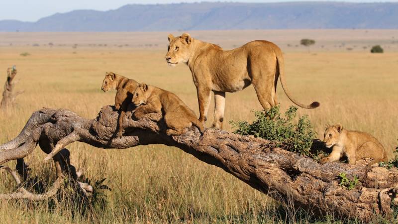 4-Day Masai Mara Safari - Group Joining