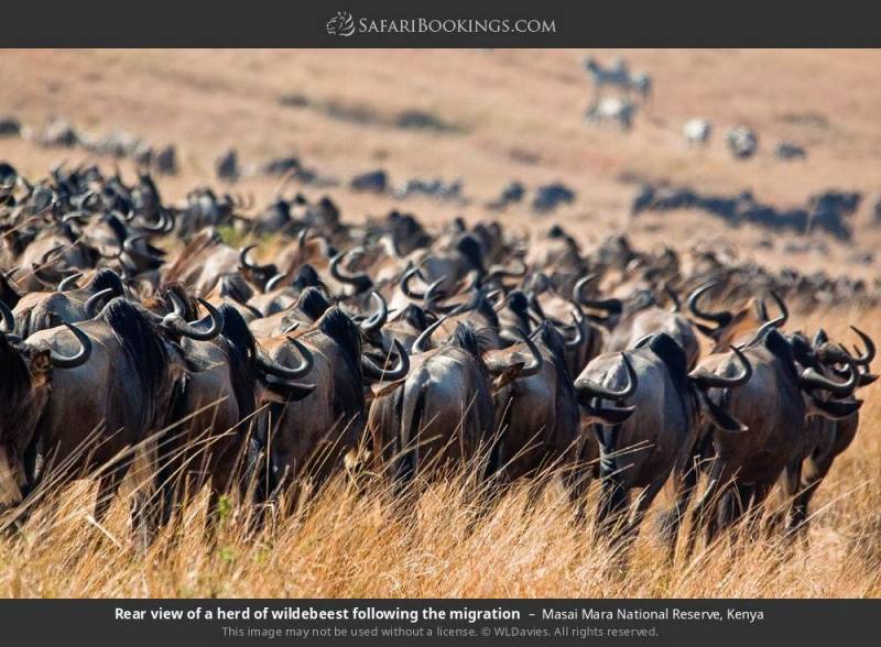 3 day  Masai Mara  Safari