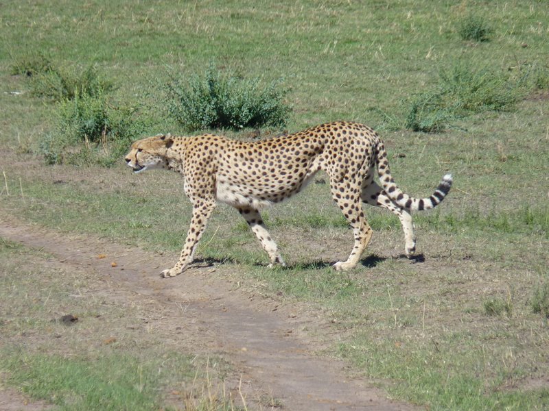 3 day  Masai Mara  Safari