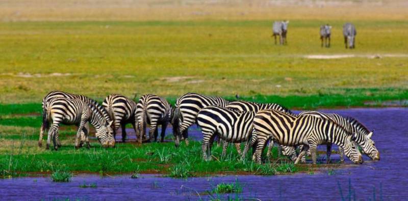 3 day  Masai Mara  Safari