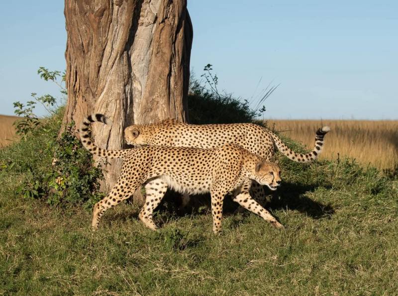 Explore Masai Mara & Lake Nakuru national Parks Image