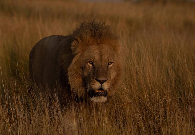 Explore Masai Mara & Lake Nakuru national Parks