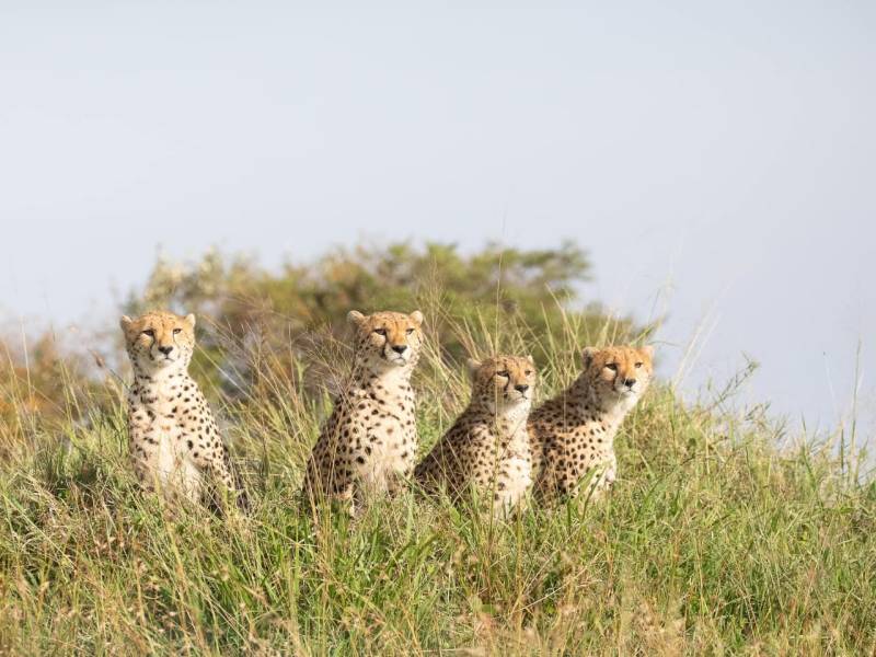 Explore Masai Mara & Lake Nakuru national Parks