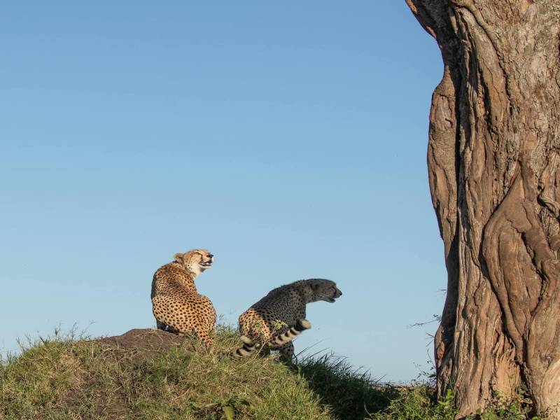 Masai Mara, Lake Nakuru, Lake Naivasha & Amboseli National Parks