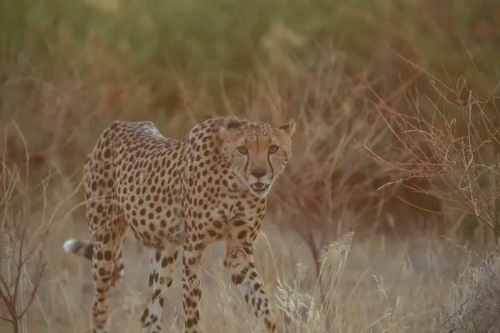 Samburu National Park Image